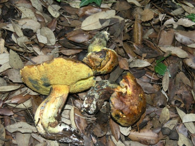 Boletus...???